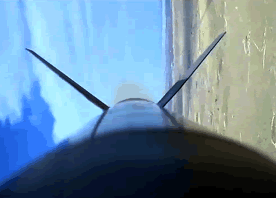 apogee